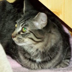 Picture of Ace