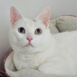Picture of Alexa
