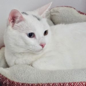 Picture of Alexa