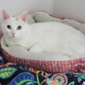 Picture of Alexa
