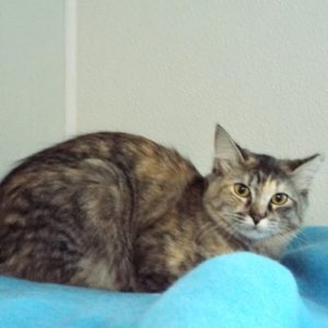 Picture of Ariel