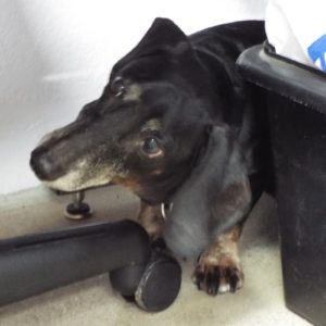 Picture of Blackie