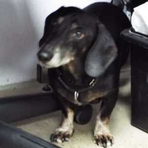 Picture of Blackie