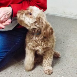 Picture of Charlie
