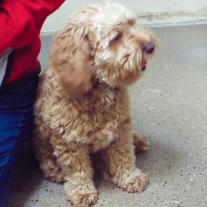 Picture of Charlie