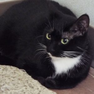Picture of Checkers