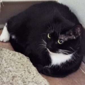 Picture of Checkers