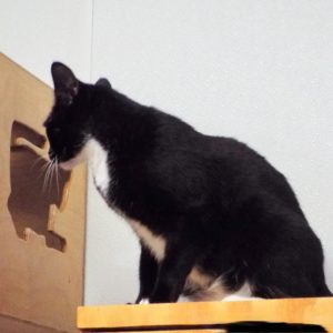 Picture of Checkers