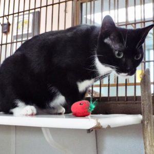 Picture of Checkers