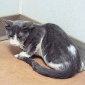 Picture of Cocoa