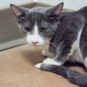 Picture of Cocoa