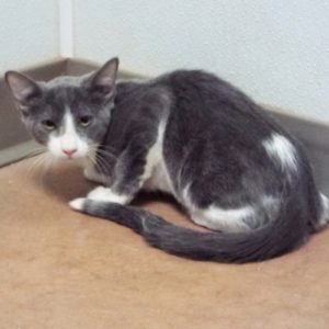 Picture of Cocoa