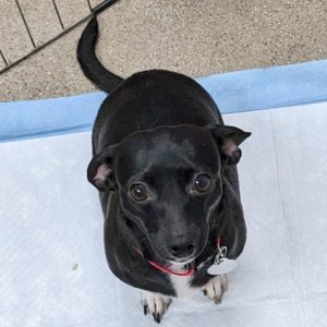 Picture of Daphne