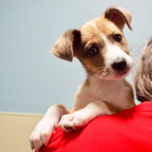 Picture of Dasher