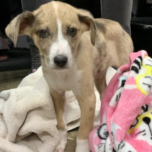Picture of Dasher