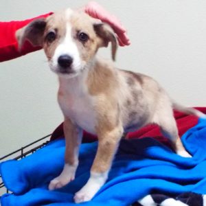 Picture of Dasher