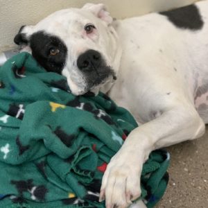 Picture of Harley