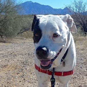 Picture of Harley