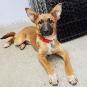 Picture of Harlow