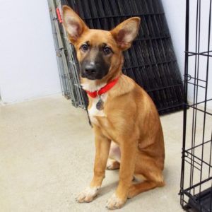 Picture of Harlow
