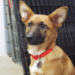 Picture of Harlow