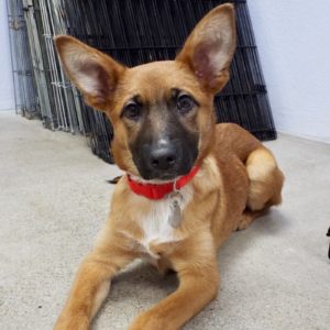 Picture of Harlow