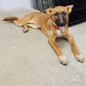Picture of Harlow