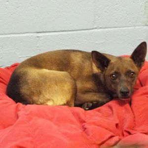 Picture of Holly