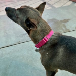 Picture of Holly