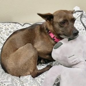 Picture of Holly