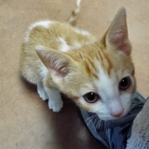 Picture of Hopi