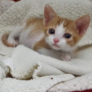 Picture of Hopi