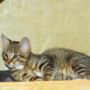 Picture of Iams