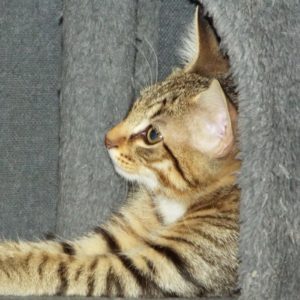 Picture of Iams