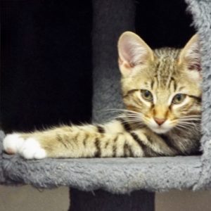 Picture of Iams