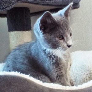 Picture of Imp