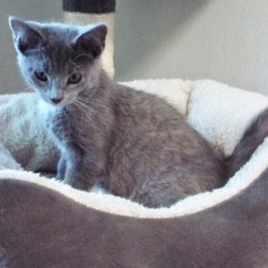 Picture of Imp