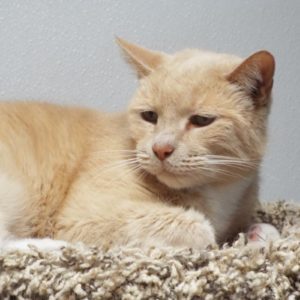 Picture of Meow Meow