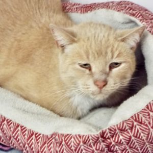 Picture of Meow Meow