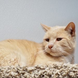 Picture of Meow Meow
