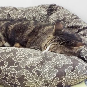 Picture of Miss Kitty