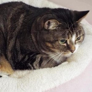 Picture of Nala Lala