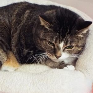 Picture of Nala Lala