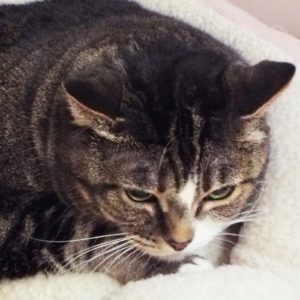 Picture of Nala Lala