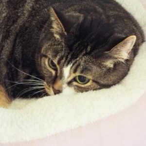 Picture of Nala Lala