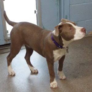 Picture of Penny
