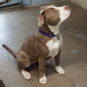 Picture of Penny