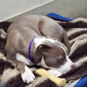 Picture of Penny
