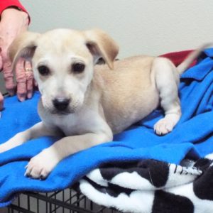 Picture of Prancer
