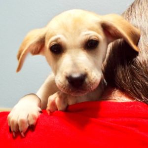 Picture of Prancer